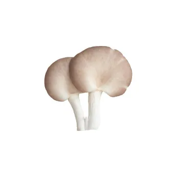Mushroom (42)-9443945-73408.webp